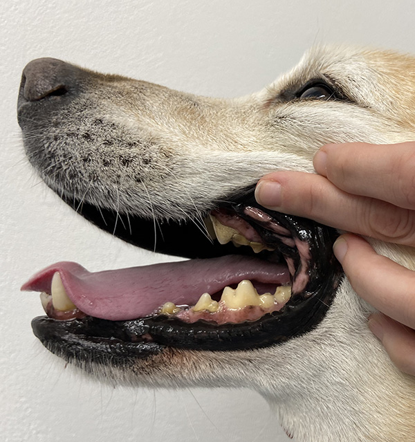 Pet Dentistry at Beach + Bay Vet