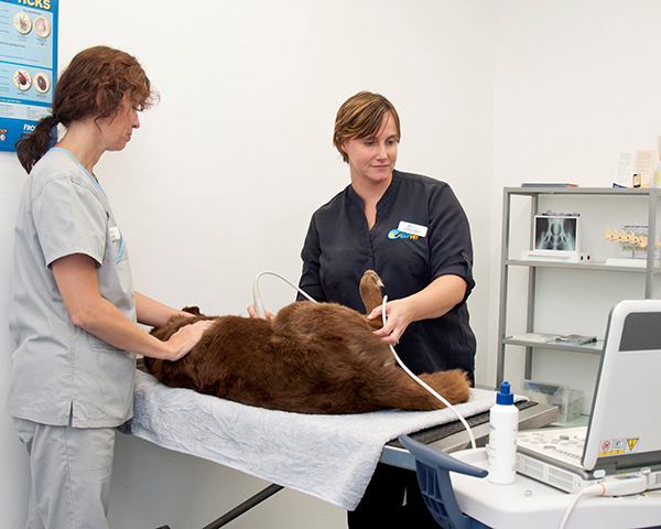 Diagnostic Imaging at Beach + Bay Vet