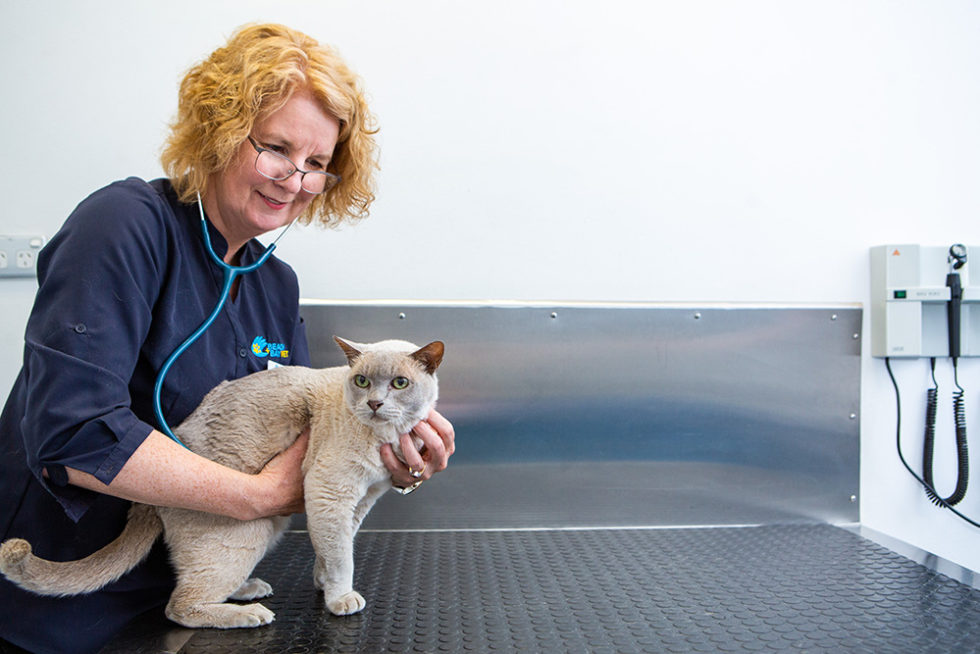 Dermatology Beach + Bay Vet Online Vet Consultations