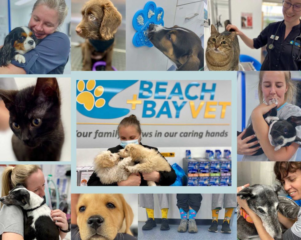 Employment - Beach + Bay Vet