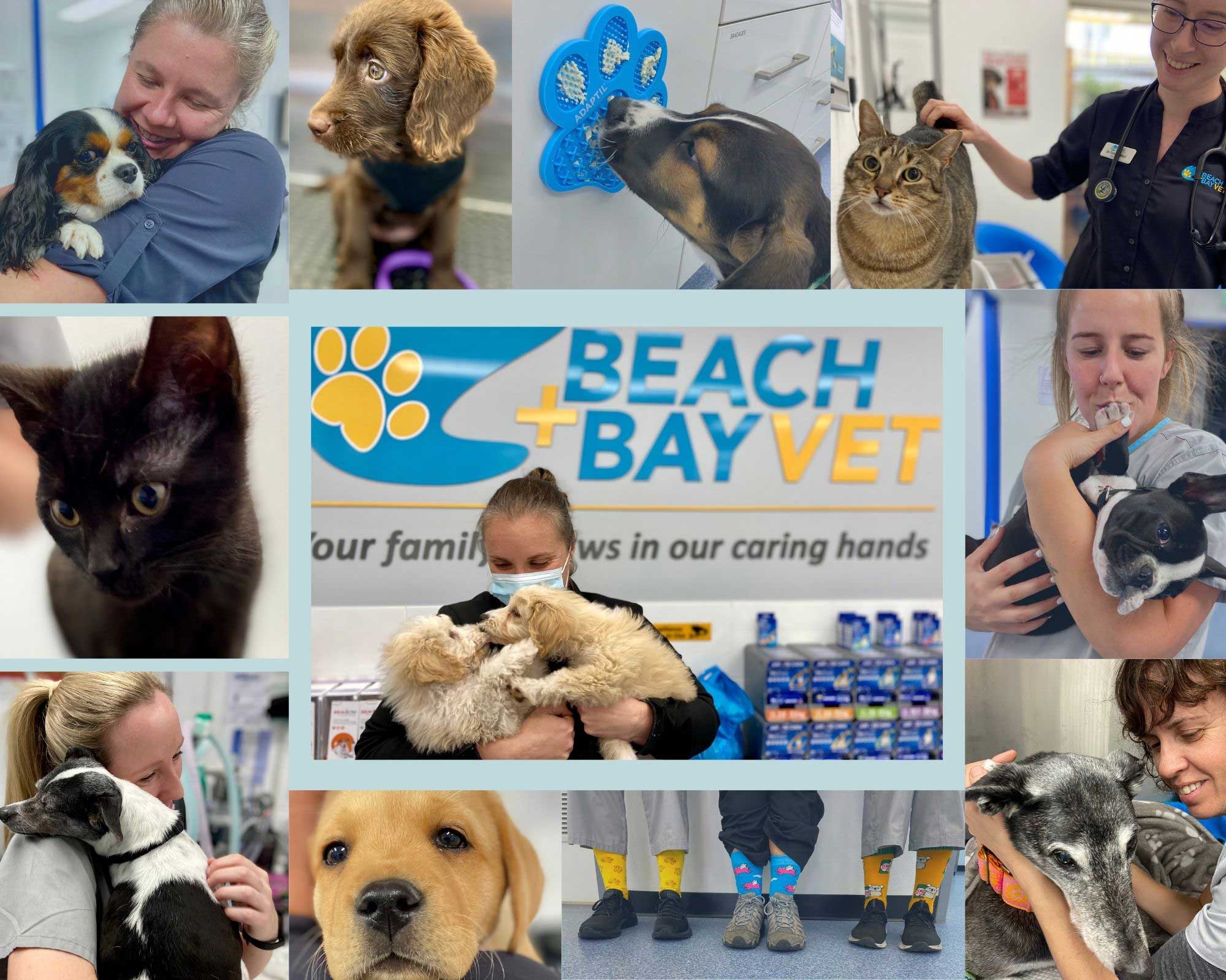 Employment Opportunities at Beach + Bay Vet