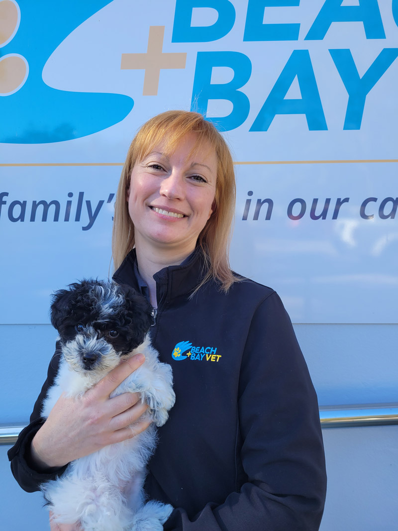 Puppy School at Beach + Bay  Vet